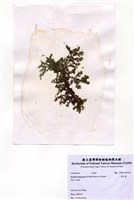 藏品(藍子藻)的圖片